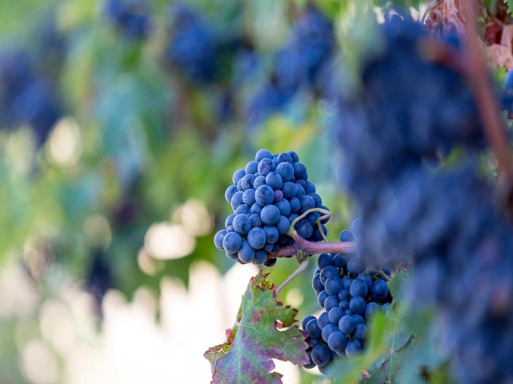 Agriturismo Il Sapore Della Luna 몬테프란도네 외부 사진