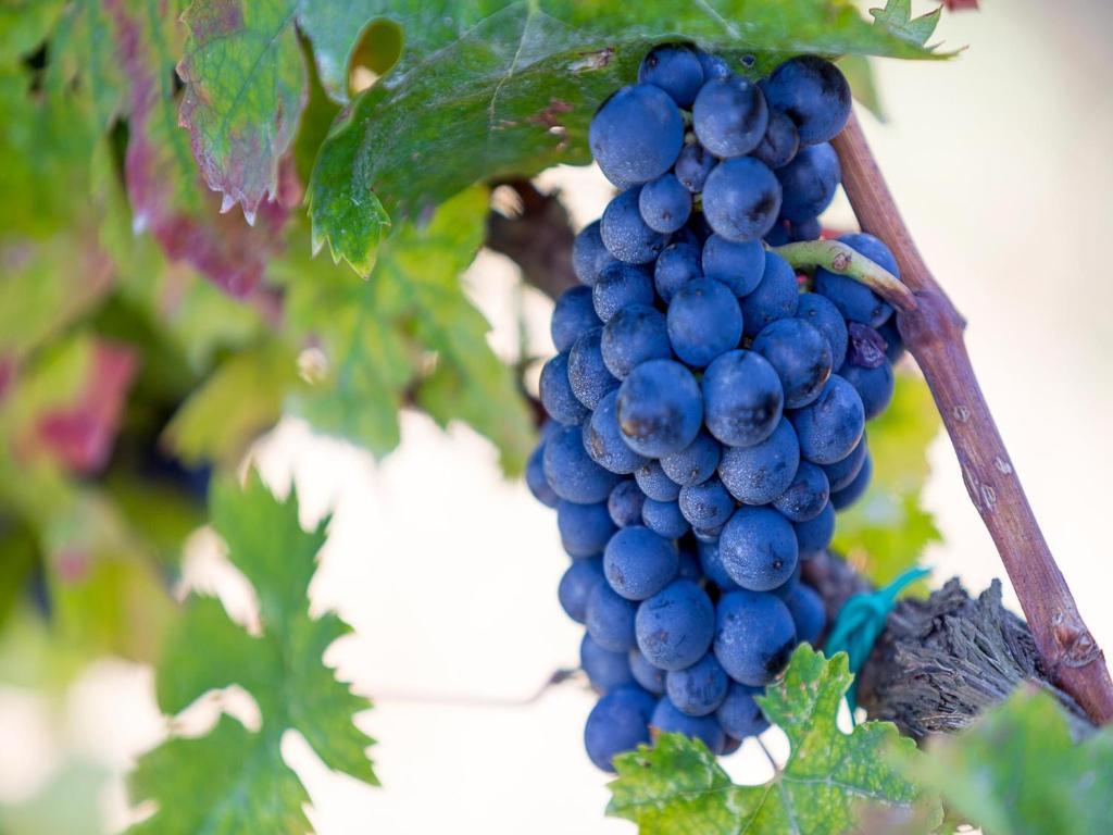 Agriturismo Il Sapore Della Luna 몬테프란도네 외부 사진